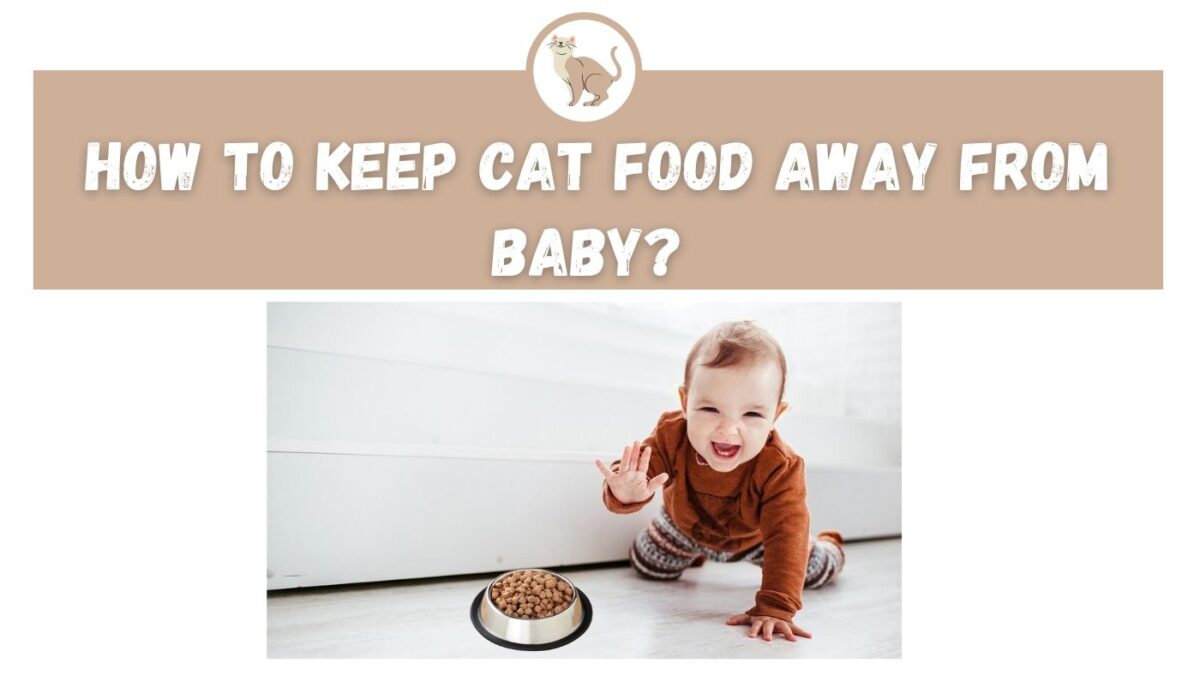 How to Keep Cat Food Away From Baby? - The Kitty Expert