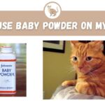 Can I Use Baby Powder on My Cat