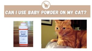 Can I Use Baby Powder on My Cat