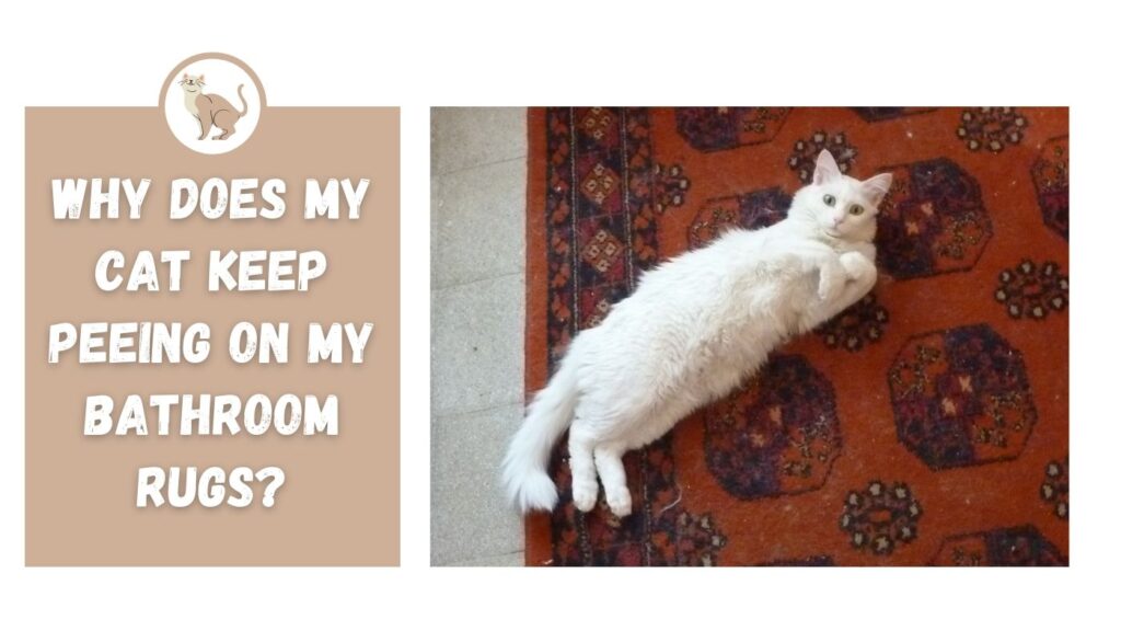 Why Does My Cat Keep Peeing On My Bathroom Rugs? The Kitty Expert