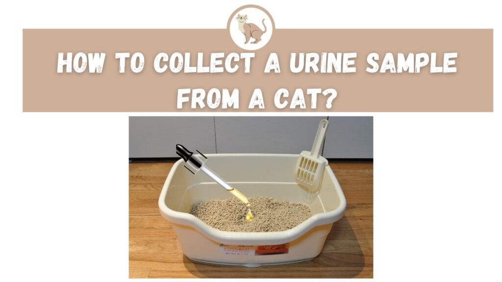 how to get a urine sample from a cat
