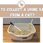 how to get a urine sample from a cat
