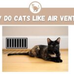 Why Do Cats Like Air Vents