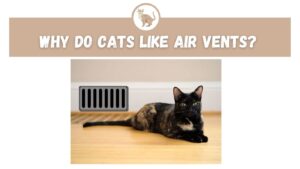 Why Do Cats Like Air Vents