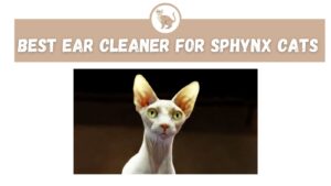 Best Ear Cleaner for Sphynx Cats