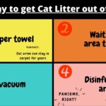 best way to get cat litter out of carpet