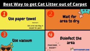 best way to get cat litter out of carpet