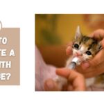 How To Hydrate A Cat With Syringe
