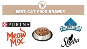 best cat food brands