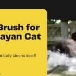 Best Brush for Himalayan Cat