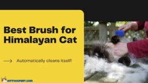 Best Brush for Himalayan Cat