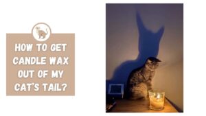 How To Get Candle Wax Out Of My Cat’s Tail
