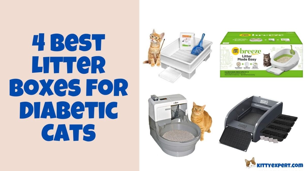 Best Litter Box for Diabetic Cat The Kitty Expert