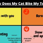 Why Does My Cat Bite My Toes