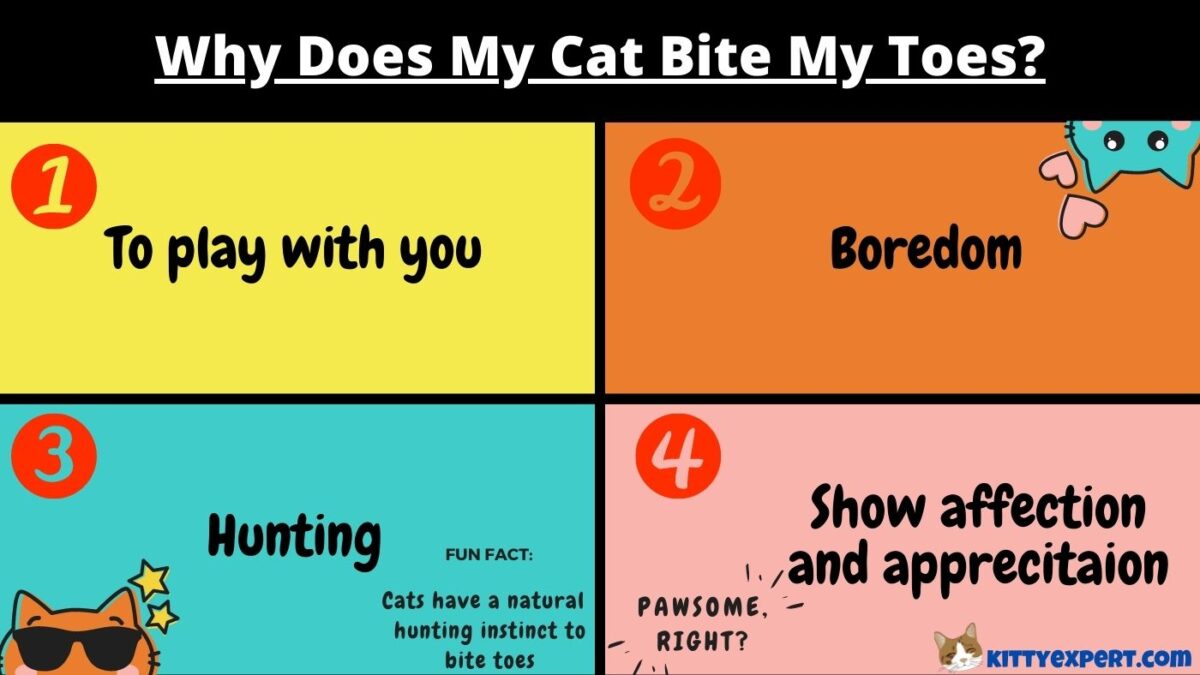 Why Does My Cat Bite My Toes? The Kitty Expert