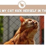 Why Does My Cat Kick Herself In The Face