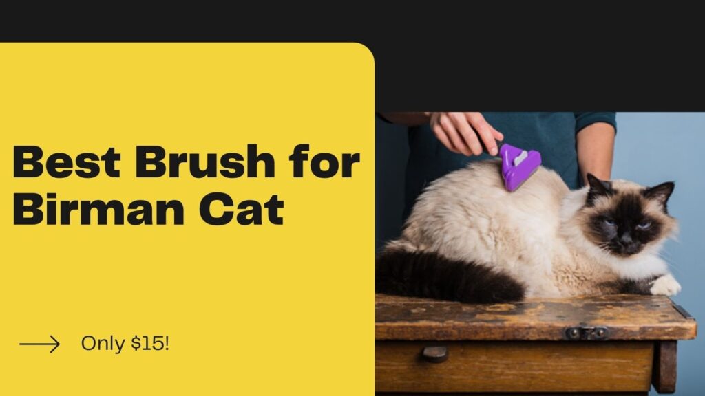 Best Brush for Birman Cat