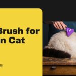 Best Brush for Birman Cat