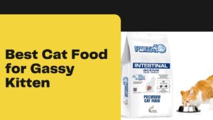 Best Cat Food for Gassy Kitten