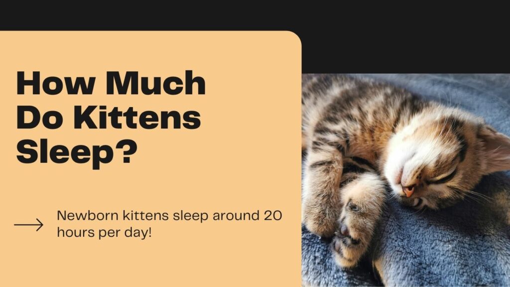 How Much Do 5 Week Old Kittens Sleep