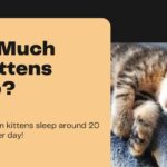 How Much Do 5 Week Old Kittens Sleep