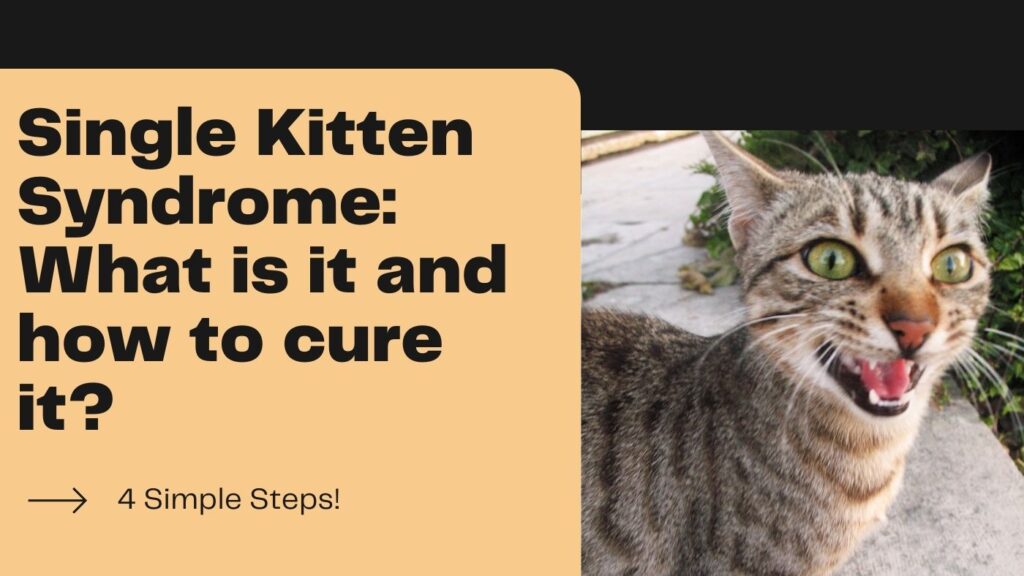 single kitten syndrome