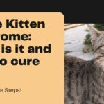 single kitten syndrome