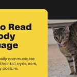 how to read cat body language
