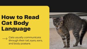 how to read cat body language