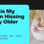 Why is My Kitten Hissing at My Older Cat