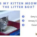 Why is My Kitten Meowing in the Litter Box