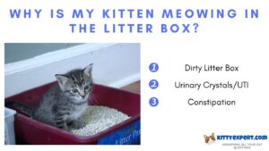 Why is My Kitten Meowing in the Litter Box