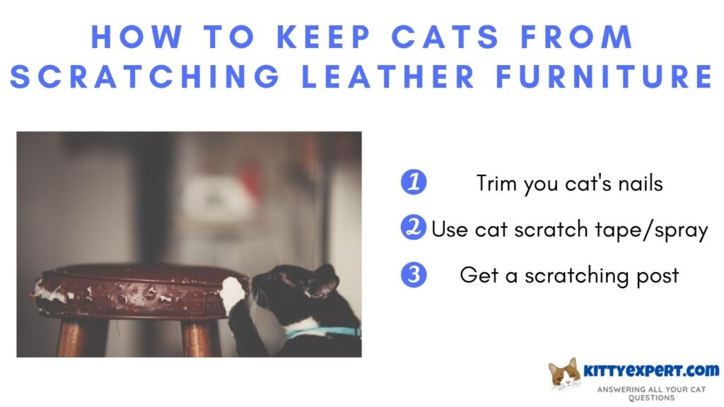 How to Keep Cats from Scratching Leather Furniture