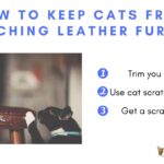 How to Keep Cats from Scratching Leather Furniture