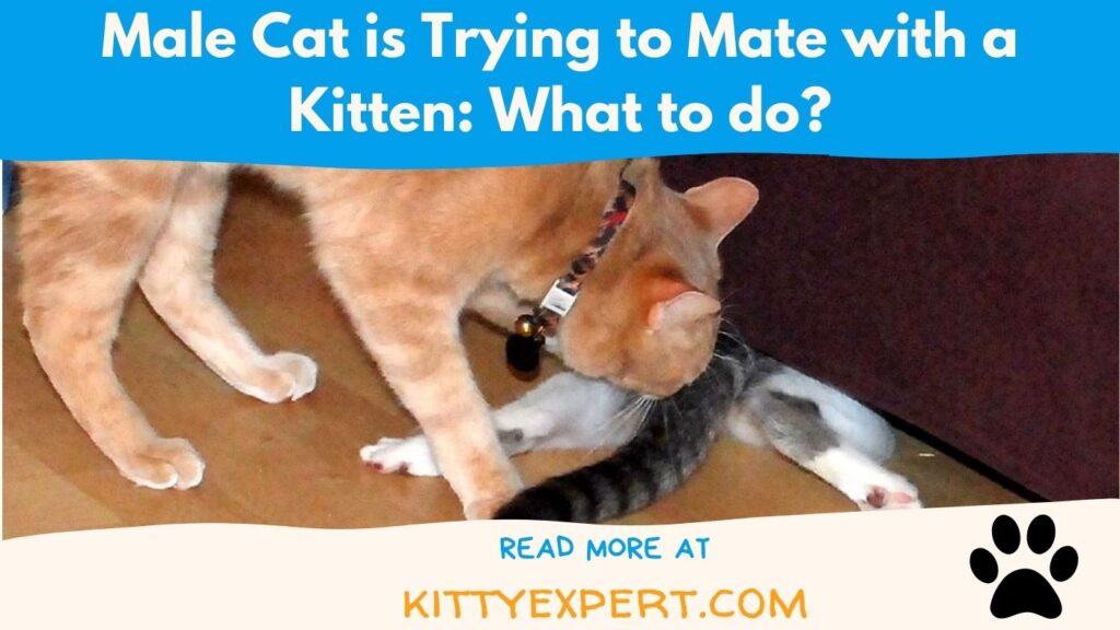 what to do if Male Cat is Trying to Mate with a Kitten