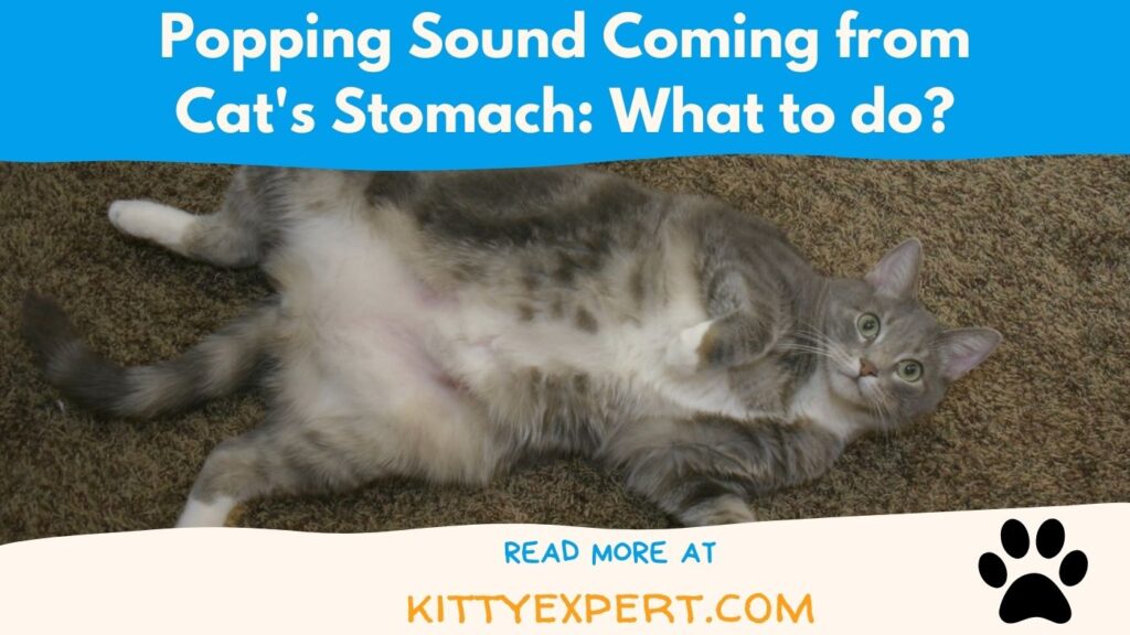 Popping Sound Coming from Cat's Stomach