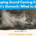 Popping Sound Coming from Cat's Stomach