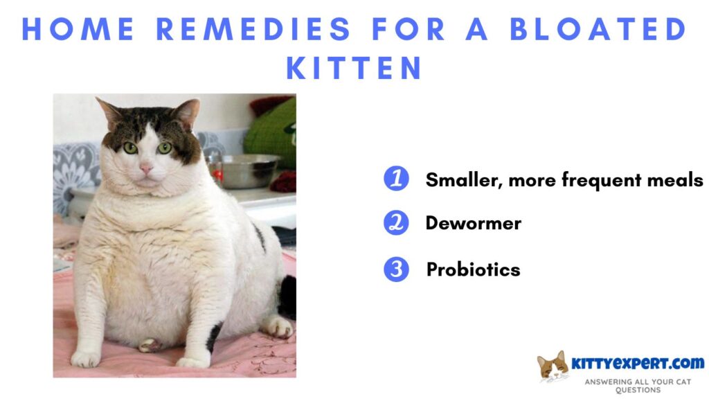 Home Remedies for a Bloated Kitten
