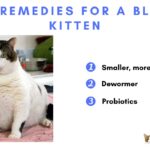 Home Remedies for a Bloated Kitten