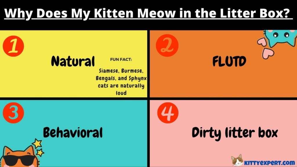 Why Does My Kitten Meow in the Litter Box? The Kitty Expert