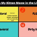 Why Does My Kitten Meow in the Litter Box