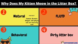 Why Does My Kitten Meow in the Litter Box