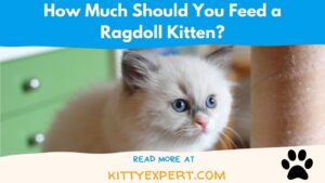 How Much Should You Feed a Ragdoll Kitten