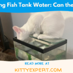 cat drinking out of fish tank