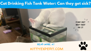 cat drinking out of fish tank