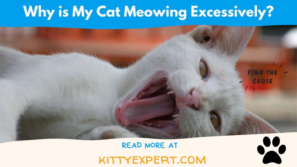 Why Is My Cat Meowing Excessively The Kitty Expert