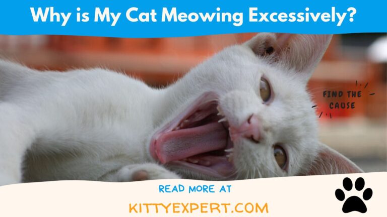 Why Is My Cat Meowing Excessively? - The Kitty Expert