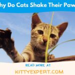 Why Do Cats Shake Their Paws