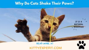 Why Do Cats Shake Their Paws