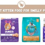 Best Kitten Food for Smelly Poop